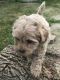 Maltipoo Puppies for sale in Clinton, MD, USA. price: $650