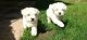 Maltipoo Puppies for sale in Michigan State Capitol, 100 N Capitol Ave, Lansing, MI 48933, USA. price: NA
