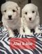 Maltipoo Puppies for sale in Oldtown, ID 83822, USA. price: $700
