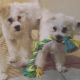4mo old Maltipoo boy and girl for sale