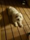 Maltipoo Puppies for sale in Provo, UT, USA. price: $1,200