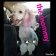 Maltipoo Puppies for sale in Oakland, CA, USA. price: NA