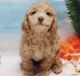 Maltipoo Puppies for sale in Thousand Oaks, CA 91362, USA. price: NA