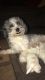 Maltipoo Puppies for sale in Corning, CA 96021, USA. price: NA