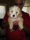 Maltipoo Puppies for sale in Oakland, CA 94601, USA. price: NA