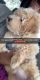 Maltipoo Puppies for sale in Boynton Beach, FL, USA. price: $3,500