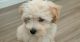 Amazing Maltipoo 10WK puppy for sell in CO