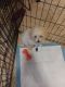 Maltipoo Puppies for sale in Green Bay, WI, USA. price: $1,300