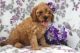 Maltipoo Puppies for sale in Boca Raton, FL, USA. price: $750