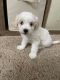 Maltipoo Puppies for sale in Appleton, WI, USA. price: $1,500