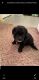Maltipoo Puppies for sale in 5016 Kenilworth Ave, Hyattsville, MD 20781, USA. price: $1,495