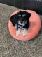 Maltipoo Puppies for sale in Manvel, TX, USA. price: NA