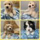 Maltipoo Puppies for sale in Cocoa, FL, USA. price: NA
