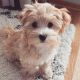 Adorable maltipoo puppies available