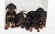 manchester terrier puppies for sale