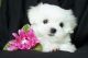Adorable Maltese Puppies For Adoption.