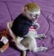 Mangabey Monkey Animals for sale in Savannah, GA, USA. price: NA