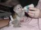 Mangabey Monkey Animals for sale in Savannah, GA, USA. price: NA