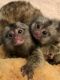 Mangabey Monkey Animals for sale in Brunswick, GA, USA. price: NA