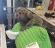 Mangabey Monkey Animals for sale in Toronto, ON, Canada. price: NA