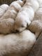 Maremma Sheepdog Puppies for sale in Niederwald, TX 78640, USA. price: $500