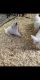 Maremma Sheepdog Puppies for sale in Trenton, FL 32693, USA. price: $800