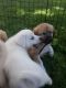 Maremma Sheepdog Puppies for sale in Humansville, MO 65674, USA. price: $100
