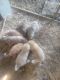 Maremma Sheepdog Puppies for sale in Ballard, WV 24918, USA. price: $300