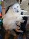 Maremma Sheepdog Puppies for sale in Washington, PA 15301, USA. price: $50,000