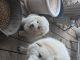 Maremma Sheepdog Puppies for sale in Lakeview, MI 48850, USA. price: $400