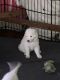 Maremma Sheepdog Puppies for sale in Clinton, WI 53525, USA. price: $500