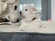 Maremma Sheepdog Puppies for sale in Wayland, MA, USA. price: $500