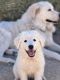 Maremma Sheepdog Puppies for sale in Tucson, AZ, USA. price: $1,200