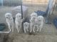 Maremma Sheepdog Puppies for sale in Casa Grande, AZ, USA. price: $400