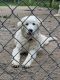 Maremma Sheepdog Puppies for sale in Milford, DE 19963, USA. price: $800