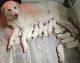 Maremma Sheepdog Puppies for sale in Taylorsville, NC 28681, USA. price: $1,500