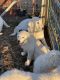 Maremma Sheepdog Puppies for sale in La Monte, MO 65337, USA. price: $300