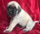 Martin Mosa Mastiff Puppies for sale in Del Rio, TX 78840, USA. price: NA