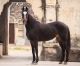 Marwari Horse Horses for sale in E Maple Ave, Flagstaff, AZ 86004, USA. price: NA