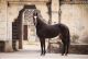 Marwari Horse Horses