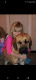 Mastador Puppies for sale in Coleman, MI 48618, USA. price: $1,500