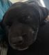Mastador Puppies for sale in Lenoir, NC, USA. price: $500
