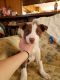McNab Puppies for sale in Bozeman, MT, USA. price: NA