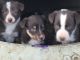 McNab Puppies for sale in Pierre, SD 57501, USA. price: NA
