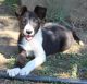 McNab Puppies for sale in Corning, CA 96021, USA. price: NA