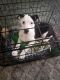 McNab Puppies for sale in Blue Ridge, GA 30513, USA. price: NA