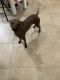 Mexican Hairless Puppies for sale in New York, NY, USA. price: $2,000