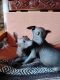 Mexican Hairless Puppies for sale in Dana Point, CA, USA. price: $1,500