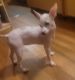 Mexican Hairless Puppies for sale in 4081 Arizona St, San Diego, CA 92104, USA. price: $1,500