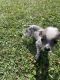 Mexican Hairless Puppies for sale in Bradford, PA 16701, USA. price: $600